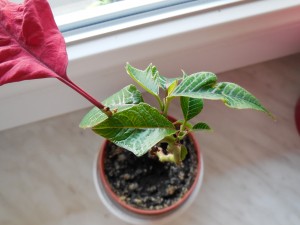 DSCN0030