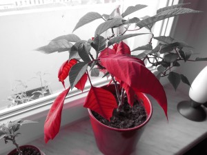 DSCN0071