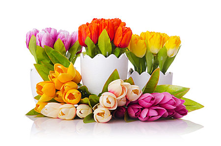 Tulipány