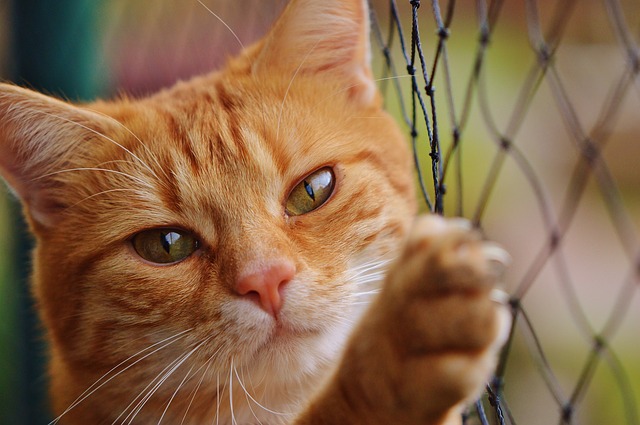 Praktická škrabadla pro domácí kočky