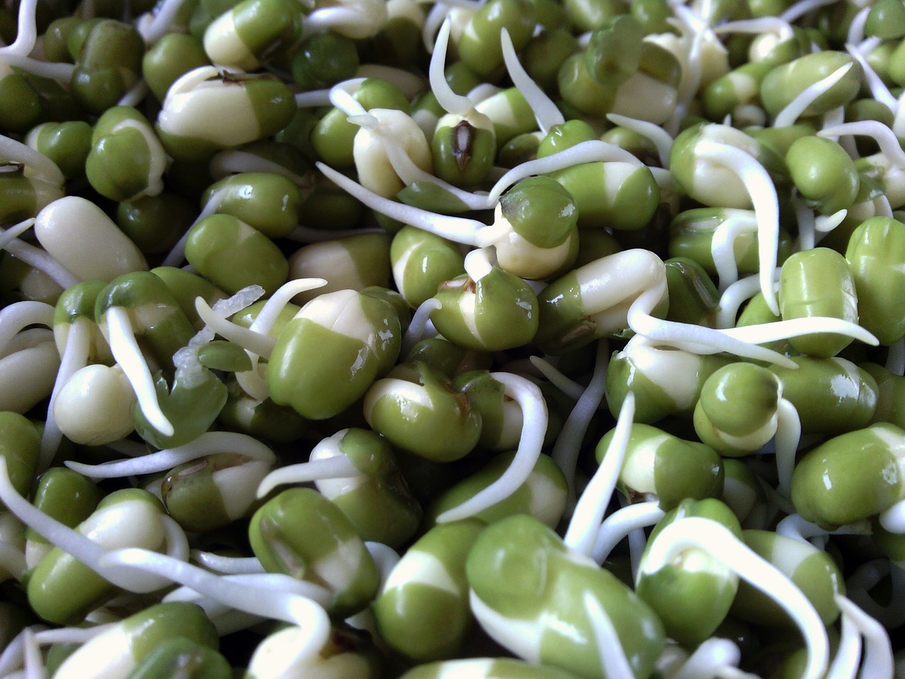 Vypěstujte si doma microgreens